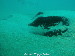 Using a olympus sw1030, 

This bull ray was relaxing on... by Liam Triggs-Fulton 